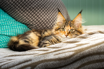 Maine Coon Katzen Baby. © michaelstephan