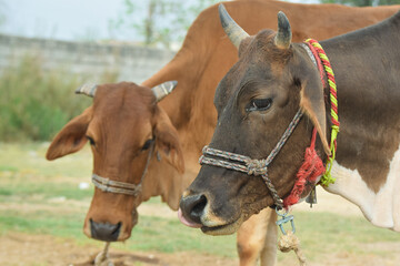 Agriculture. Farm. Domestic animals on the farm. Cows grazing in the meadow. Animals on the background of a clear sky. Food production. Photo for wallpaper, postcard, background. Several black