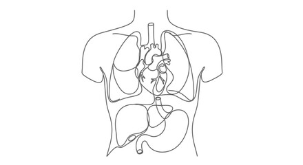 Human torso anatomy outline with internal organs.