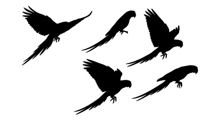 Obraz premium Macaw Parrot Flight Silhouette Bundle Exotic Bird Vector Set
