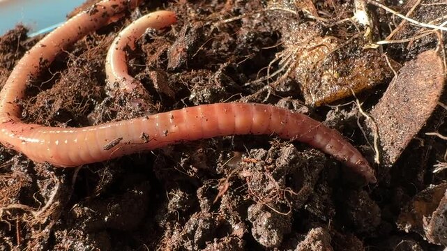 worm on a ground 
