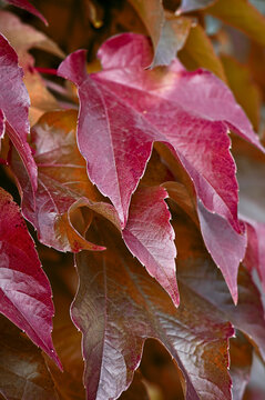 Farbpr&auml;chtiger Wilder Wein im Herbst