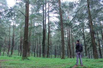 Obraz premium Young male hiker with backpack standing among tall pine trees in forest
