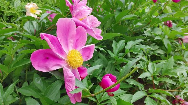 Open Pink Peony Flower with Bee Slow Motion