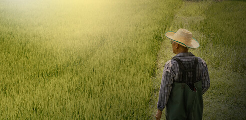 A senior Thai farmer in a straw hat and waterproof overalls stands looking over a lush green rice field, representing traditional Asian agriculture and rural lifestyle in Thailand. © sippakorn