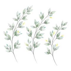 Delicate sprigs of green eucalyptus leaves arranged in a natural pattern isolated on transparent background