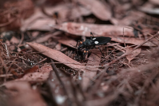 An assassin bug (Harpactorinae) on fallen leaves.