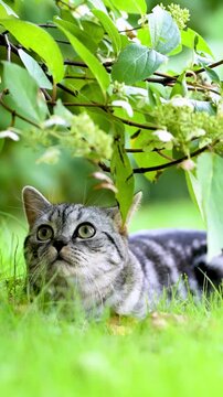 British shorthair silver tabby kitten walking in a back yard on a bright summer day. Slow motion vertical footage of a juvenile domestic cat having fun outdoors in a garden or a back yard.