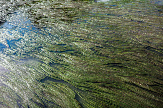 Aerial top view of river or ocean water with flowing green seaweed and aquatic plants with blue water current, natural water ecosystem and marine life habitat