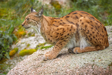 Naklejka premium The Eurasian lynx (Lynx lynx) in the forest.