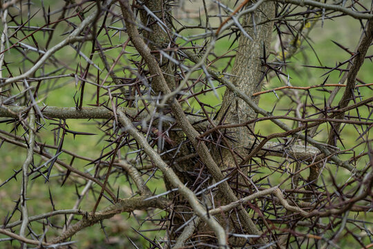 Close-up of thorny tree branches without leaves.