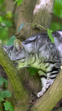 British shorthair silver tabby kitten walking in a back yard on a bright summer day. Slow motion vertical footage of a juvenile domestic cat having fun outdoors in a garden or a back yard.
