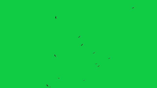 Flock of flying birds sea birds eagle Gulls Pelicans Cormorants Albatrosses Petrels The concept of animal;  wildlife;  Green Screen Realistic naturalistic 4K UHD chroma key background