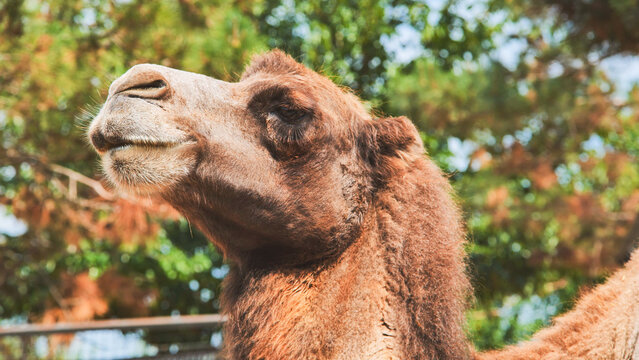 Bactrian camel enjoying summer day at the zoo