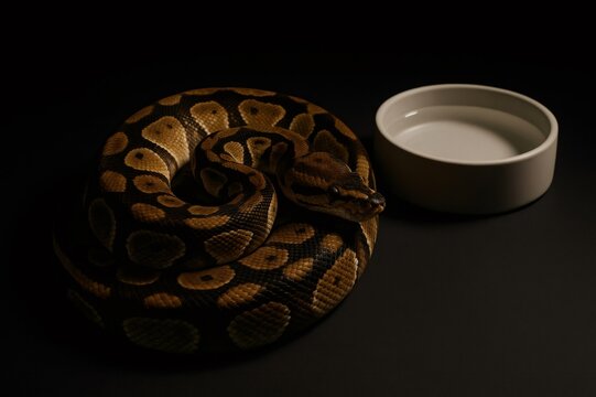Ball python curled up, showing its patterned skin, resting next to a ceramic water bowl filled with clean water on a dark background