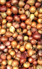 Obraz premium fresh natural farm-grown onions