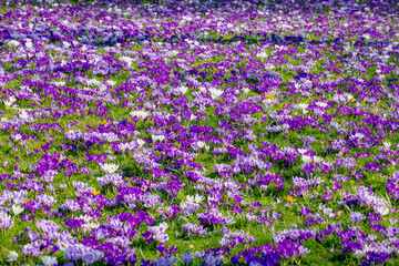 Obraz premium Selective focus of multicolour of crocus in green grass meadow, The flowers are one of the brightest and earliest spring bloom, Crocus is a flowering plants in the family Iridaceae, Natural background