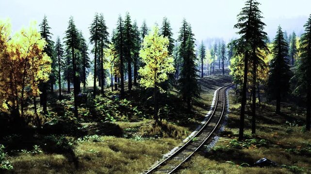 Rail crossing scene. Meadow tracks with trees. Alaska railway curves through nature. Birch and spruce frame gentle railway curve in remote Alaskan landscape