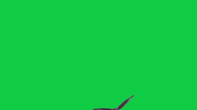 Flock of flying birds sea birds eagle Gulls Pelicans Cormorants Albatrosses Petrels The concept of animal;  wildlife;  Green Screen Realistic naturalistic 4K UHD chroma key background