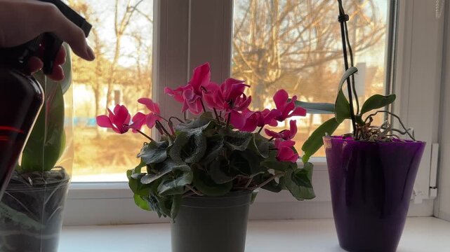 Woman sprays pink cyclamen in pot on windowsill with camera zoom closeup