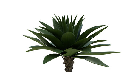 Fototapeta premium High-resolution 3D render of a modern succulent plant with long, spiky green leaves and textured stem, isolated on pure white background. Ideal for interior design, botanical projects, and digital art