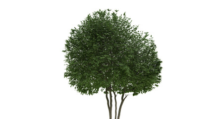 A lush green tree with dense foliage and multiple slender trunks stands against a clean white background. Vibrant leaves create a full, rounded canopy. Ideal for design projects requiring natural elem © stanhert