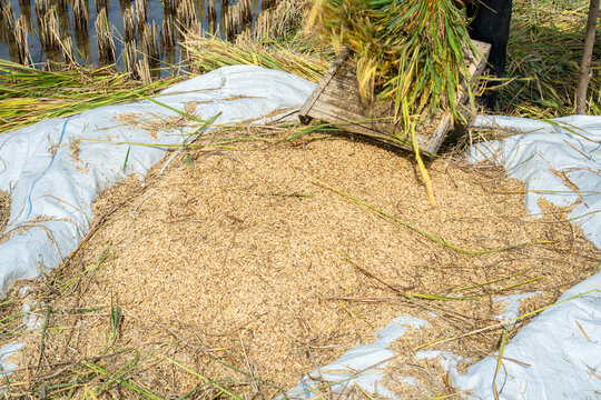 Traditional rice harvesting process in rural paddy field showing golden grain seeds on white tarp. Authentic agriculture background for organic farming  Southeast Asia farming culture