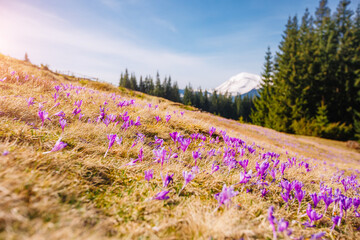 Colorful crocuses bloom under a bright blue sky amidst spruce trees in a tranquil forest setting in springtime.