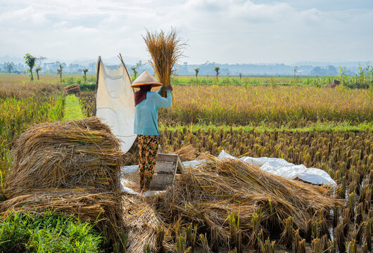 A female farmer wearing a traditional conical bamboo hat and floral pants threshes rice manually in a golden paddy field under a bright cloudy sky, showcasing authentic rural agricultural life
