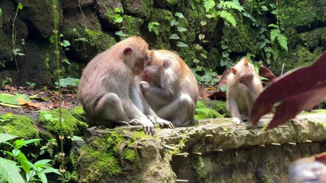 Monkey in Ubud Monkey Forest Bali Indonesia