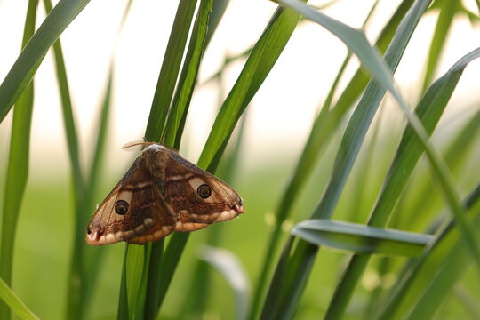 una falena saturnia pyri su dell'erba in primavera