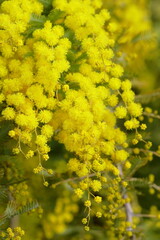 黄色く綺麗な花、ミモザ