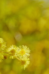 黄色く綺麗な花、ミモザ