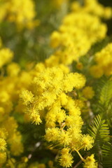 黄色く綺麗な花、ミモザ