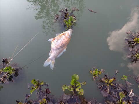 A red tilapia, or Oreochromis niloticus, was found dead in the pond.