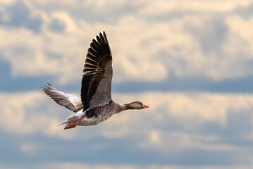 A goose in flight.