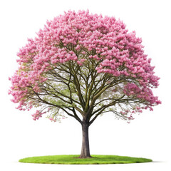 Obraz premium tree isolated on white background