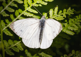 A butterfly on leaf.