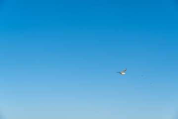 Fototapeta premium Single seagull flying in blue sky with copy space