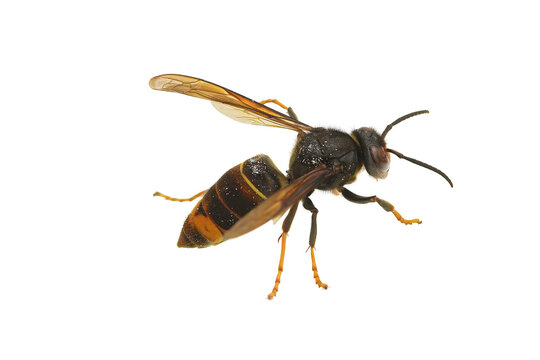 Asian hornet isolated on white background