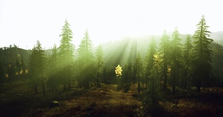 Minimalist lone tree stands in hazy light with soft horizon, quiet simplicity and spacedriven composition suited for fine art, editorial and restful branding. © icetray