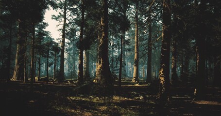 sunny pine forest perfect for hiking, clear trails and warm patches of light across mossy floor, active outdoor tone for adventure, fitness and travel content © icetray