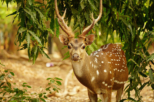 Portrait of a chital or axis deer standing under a tree, watching the photographer