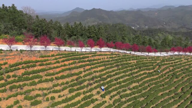 Aerial shot of the spring scenery of tea gardens in southern Anhui