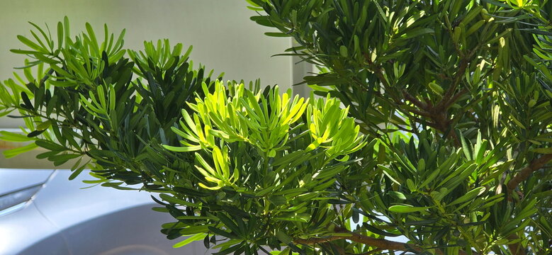 Young leaves of buddhist pine exposure to sunlight or imperial pine (PODOCARPACEAE) scientific name Podocarpus polystachyus The leaves are thick, glossy, smooth, dark green leaves. Pine trees in blurr