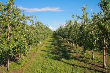 Obraz premium Apple orchard