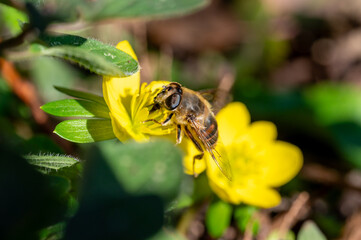 Wildbiene auf Winterling © WR