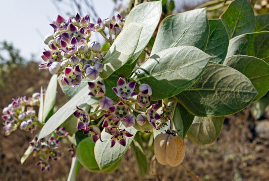 Gros plan le feuillage et les fleurs d'un pommier de Sodome