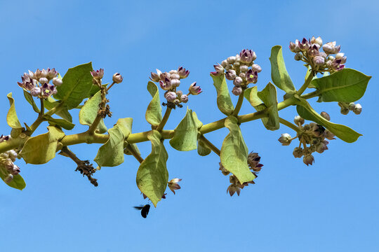 Gros plan le feuillage et les fleurs d'un pommier de Sodome