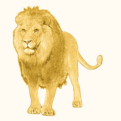 lion coloring picture mockup design © Salman